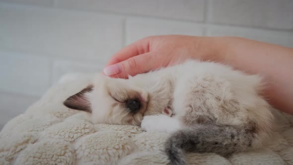 The Little Kitten is Sleeping and a Woman's Hand is Gently Stroking Him alt