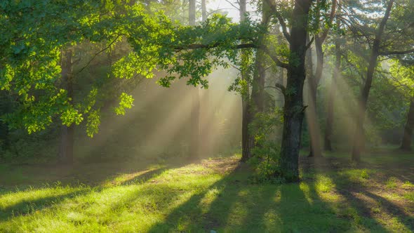 Magic Forest in the Morning. Sun Rays Emerging Though the Green Tree Branches. Green Forest with alt