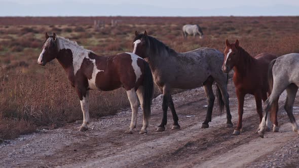 Wild horses standing on dirt road in the West desert of Utah alt