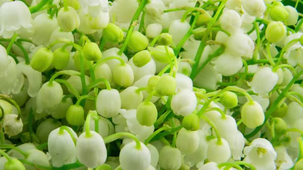 Macro Photography of Fresh White Muguet of the Valley Buds Timelapse Shooting alt