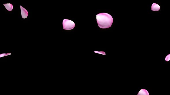 Abstract Flying Red Rose Petals Realistic Green Screen. alt