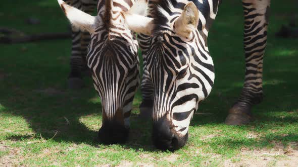Two zebras eating grass on pasture