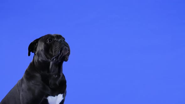 The Obedient and Trained Cane Corso Catches a Treat Dog Food and Eats It on the Fly alt
