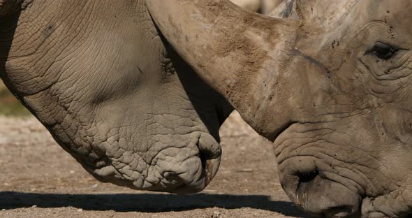 The white rhinoceros or square-lipped rhinoceros, (Ceratotherium simum) alt