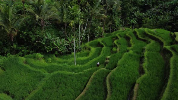 Farmer Collects Rice on Beautiful Rice Terrace