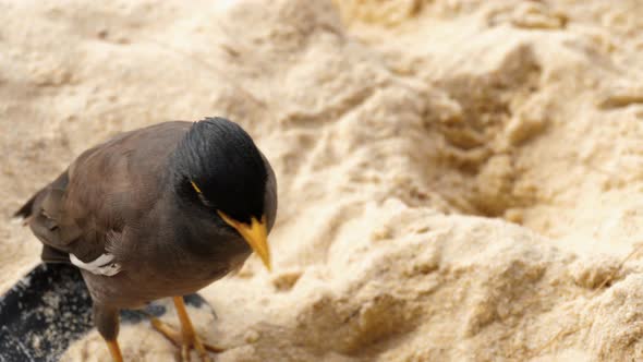 Common Myna -Acridotheres Tristis- alt