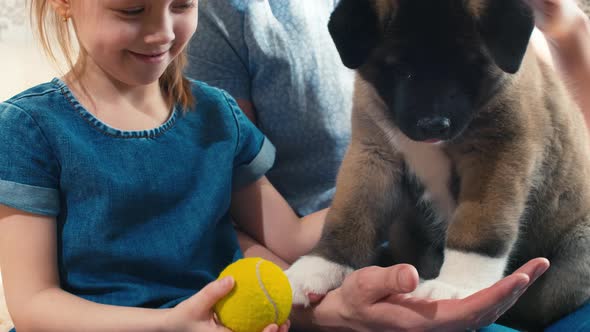 Puppy sniffing ball in girl's hand