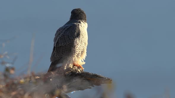 Peregrine Falcon Video Clip alt