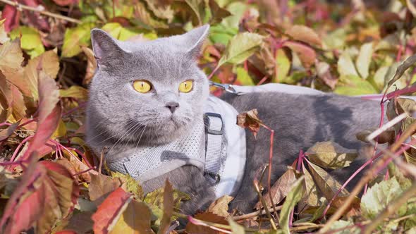 A Hostess Walking of a Gray British Cat on a Leash on Outdoor alt