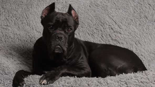 Black big dog Cane Corso lies on the bed. Black dog on a gray background