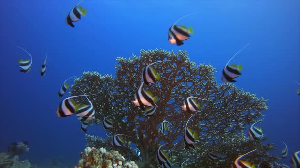Tropical Coral Garden Underwater alt