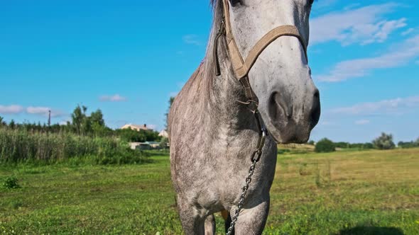 Funny Gray Horse Looking in Camera Against Blue Sky in Green Meadow Slow Motion alt