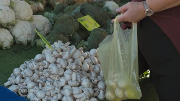 Choosing Fresh Mushroom