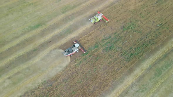 Wheat Field Harvest alt