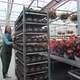 Agricultural Engineer Walks Through Industrial Greenhouse with Shelving Young Plants. Agriculture - VideoHive Item for Sale