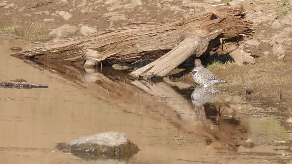 Northern Flickers on Shore of Lake Takes Flight alt