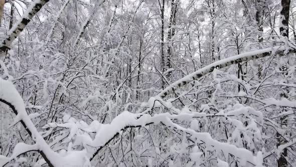 Snowy Winter Forest. Snow-covered Branches of Trees Against Blue Sky