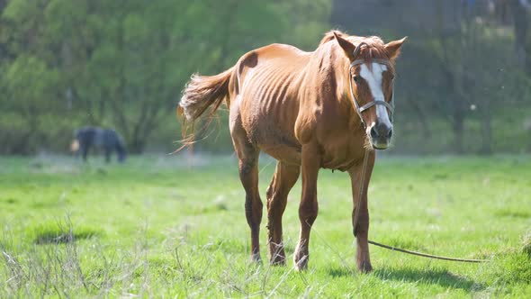Thin Chestnut Horse Eating Grass While Grazing on Farm Grassland Pasture alt