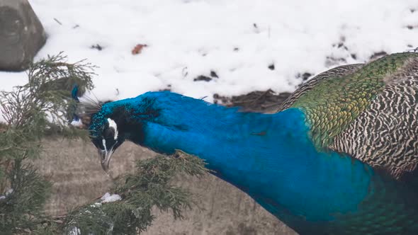 Slow Motion Portrait a Male Peacock Near the Snow