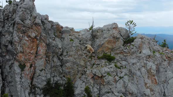 Rocky Mountain Goat Climbing a Steep Mountaintop Cliff in Bozeman Montana for Majestic Animal Aerial alt