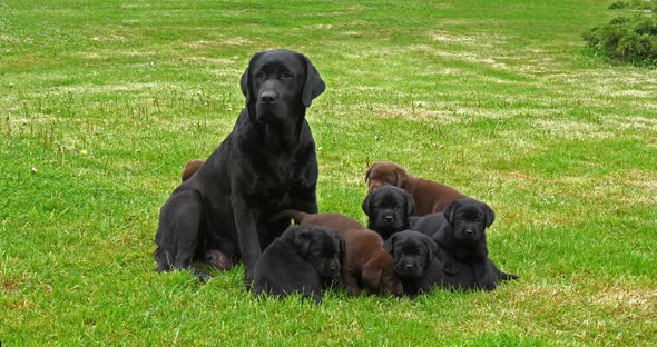 Black Labrador Retriever Bitch and Black and Brown Puppies on the Lawn, Normandy, 4K Slow Motion alt