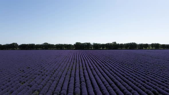 A Lavender Field Filmed with a Slowmoving Drone in the Back Up alt