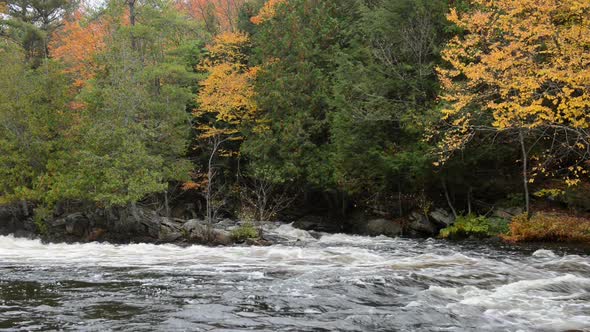 Colorful Autumn Forest on a Riverside of Oxtongue River