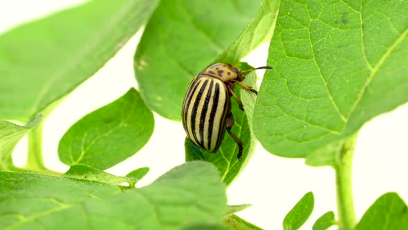 Colorado Beetle on a Leaf on a White Background alt