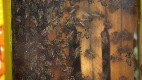 Honey Bees in an Exhibition Hive with Transparent Glass alt