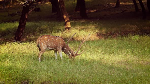 Chital or Cheetal, Also Known As Spotted Deer, Chital Deer, and Axis Deer alt