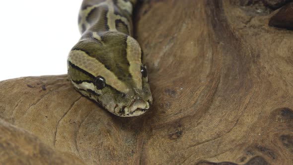 Royal Python or Python Regius on Wooden Snag in Studio Against a White Background alt