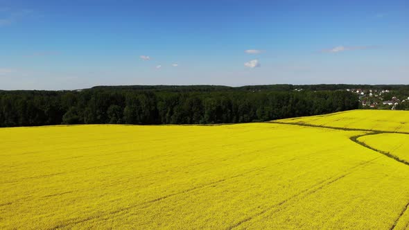 Yellow Rapeseed Flower Field Sunny Day with Blue Sky Sping Time Shot From Drone Aerial