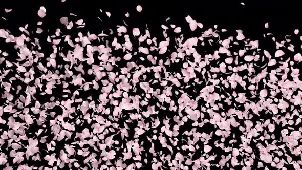 Cherry Blossom Explosion, Motion Graphics | VideoHive