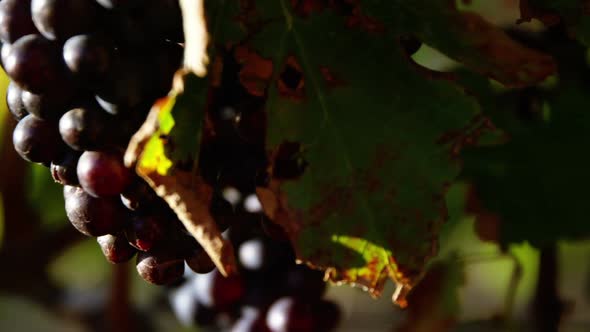 Close-up of red wine grapes alt