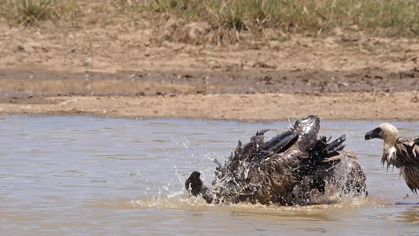 980185 African white-backed vulture, gyps africanus, Group standing in Water, having Bath, Marabou S alt