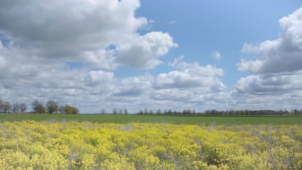 Rapeseed Field Near a Rural Road in Spring