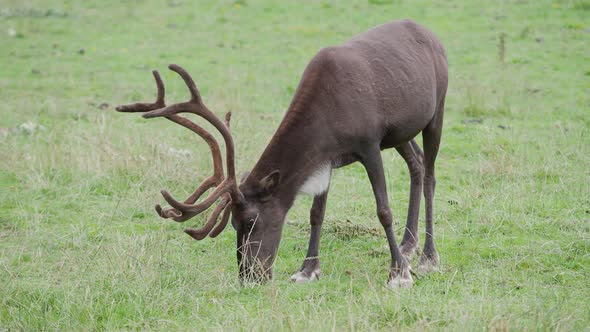 Grazing Reindeer, Rangifer Tarandus, Also Known As the Caribou. alt