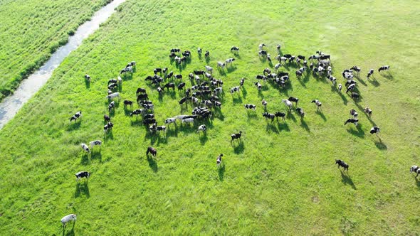 Aerial Lot of Cows in a Green Meadow Near a Narrow River alt
