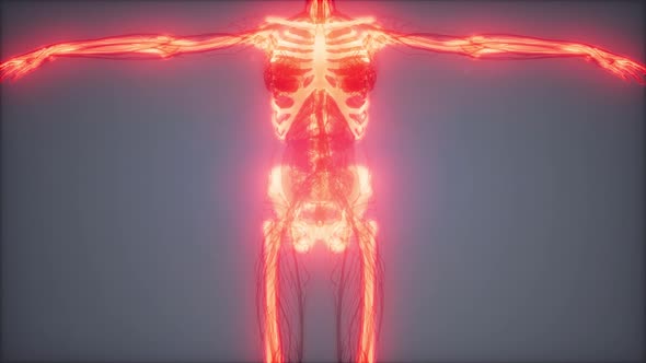 Transparent Human Body with Visible Bones alt