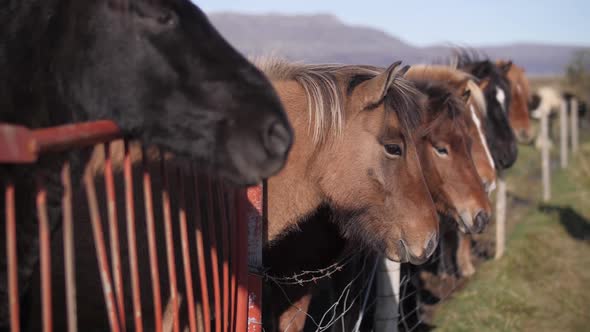 dark horses outdoors in the paddock alt