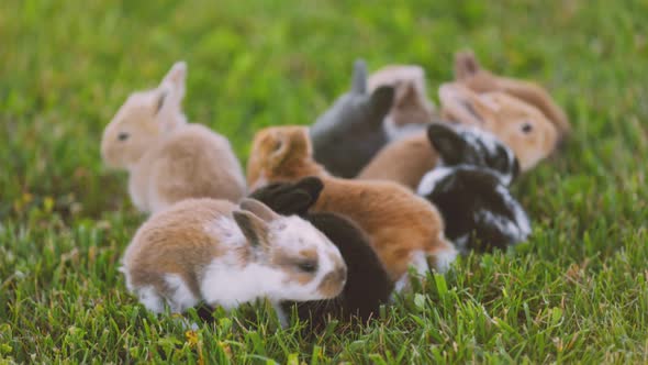 Many Little Rabbits on the Lawn