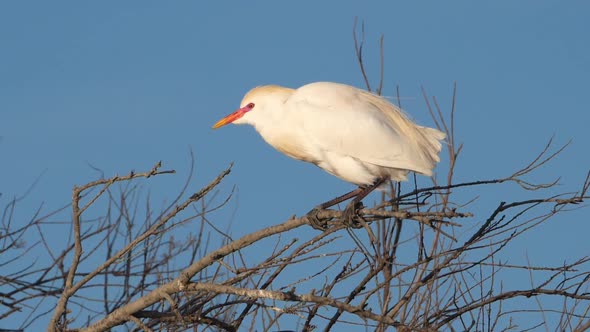 Cattle egret, Bubulcus ibis, Camargue, Occitanie, France alt