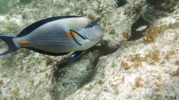 Tropical Fish Sohal Surgeonfish Acanthurus Sohal alt