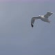 Seagull Fly Close Up - VideoHive Item for Sale