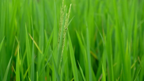 Closeup of rice ear in paddy field