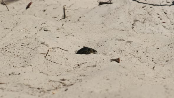 River Turtle Crawling on Sand To Water Near Riverbank. Slow Motion alt