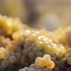 White Grapes in Box at Sunset - VideoHive Item for Sale