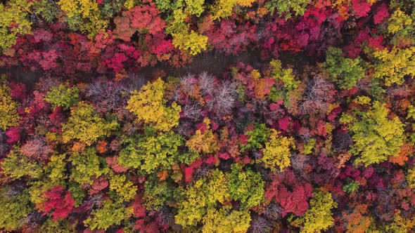 Autumn Multicolored Deciduous Forest Top View From a Quadrocopter