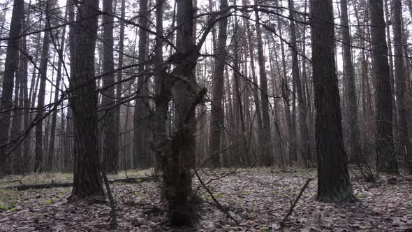 Trees in a Pine Forest During the Day Aerial View alt