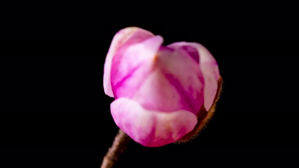 Time Lapse of Magnolia flower blooming. Opening beautiful flower buds. alt